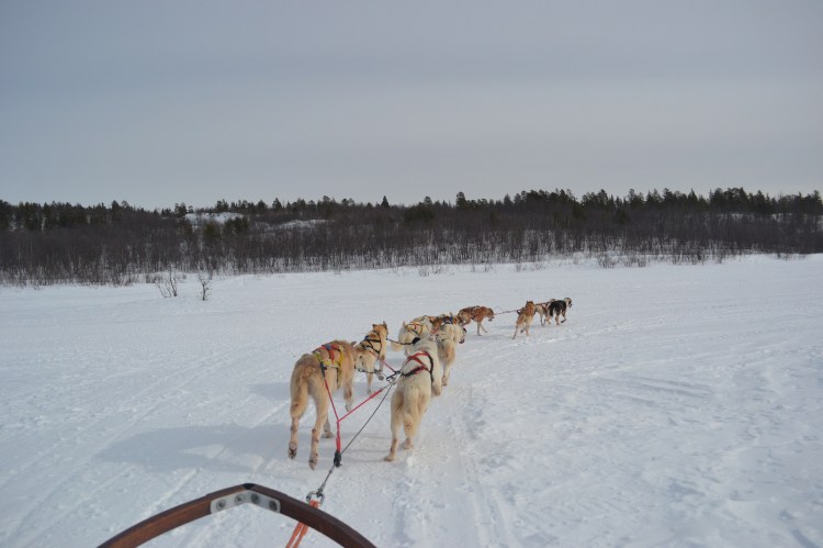 Huskies (DSC0275), Annie and Andrew